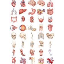 Dekorif Anatomi Sticker Seti Suluboya 40 Adet Organ Iskelet Tıp Öğrencisi Ajanda Çıkartma