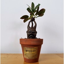 White Rabbit Art Works Mandrake Dekoratif Obje – El Boyaması Figür