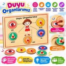 Str Store 166/167 Ahşap Tutmalı Organlar