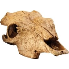 Mabelme Store Prime Exo Terra Teraryum Dekor Buffalo Kafatası