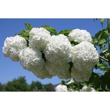 Isparta Gülü Viburnum Lucido Kartopu Çiçeği Fidanı 30-50 cm