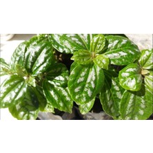 Isparta Gülü Plectranthus Coleoides ( Kokulu ) Benjamin Çiçeği Fidanı 10-20 cm