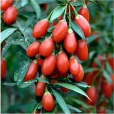 Isparta Gülü Goji Berry Fidanı 10-20 cm