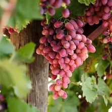 Yaş Crimson Seedles Üzüm Fidanı