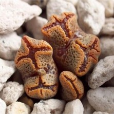 Look Conophytum Pellucidum Sukulent Tohumu TH-9154684654764