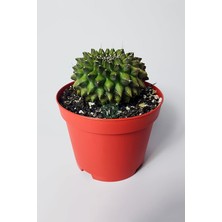Kaktüs – Gymnocalycium Mihanovichii Inermis – Koleksiyonluk