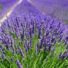 Yoğun Kokulu Aromatik Lavanta Fidanı (10-20 Cm)