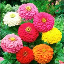 Dünyam 10 Adet Karışık Renkli Zinnia Çiçeği Tohumu