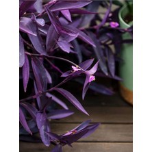 Mor Telgraf Çiçeği 1 Adet Saksılı/tüplü 10-20CM Iç Mekan Bitkisi (Tradescantia Pallida)