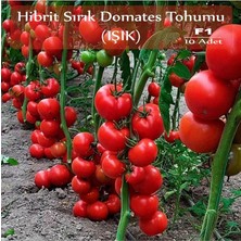 Organik Hibrit Sırık Domates Tohumu Işık 10 Adet F1 Hibrit Domates Tohumu