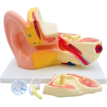 3 Boyutlu Anatomik Kulak Modeli, Çıkarılabilir Parçalı Stantlı Kulak Kesit Maketi