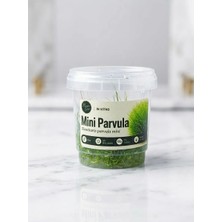 Marimo Scape Mini Parvula Invitro