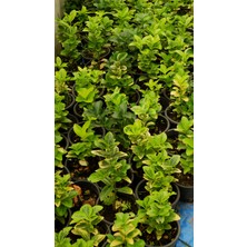 Varsoph Taflan Fidanı - Canlı Bahçe Bitkisi 30-50CM 5 Adet