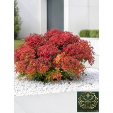 Yıldız Botanik Bodur Renk Değiştiren Cennet Bambusu Nandina Fire Power 35-40 cm 10 Adet