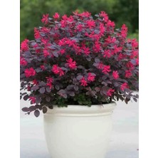 Yıldız Botanik Loropetalum Black Pearl Bordo Yapraklı Mor Çiçekli Rüya Çiçeği 30-40 cm