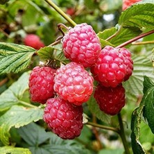 Mutlu Paket Tüplü Bol Verimli Ruby Ahududu (Frambuaz) Fidanı
