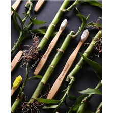 Bambu Diş Fırçası Yetişkin Medium Orta Sert Lila,