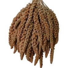 Şanal Kızıl Dal Darı 500 Gr, Kuşlar Için Besleyici