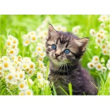 Prime 500P Puzzle Kedi Foto, Yapboz