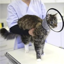 Myg Plus Dikişsiz Kedi ve Köpek Yakalığı, 7,5 Cm, 1 Adet