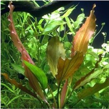 Die Grup Canlı Bitki, Echinodorus Rose In Vitro