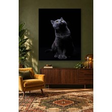 Fida Siyah Fonda Yukarı Bakan Gri Kedi Canvas Tablo