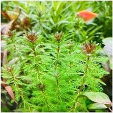 Çelik Ticaret Myriophyllum Proserpinacoides Saksı Canlı Bitki TR-949148