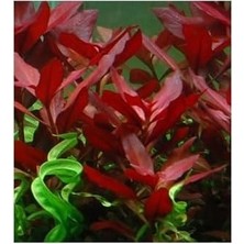 Çelik Ticaret Ludwigia Repens Rubin Saksı Canlı Bitki TR-P292