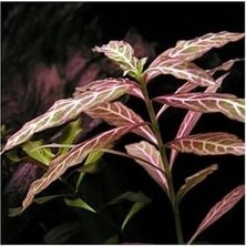 Çelik Ticaret Hygrophila Rosanervig Zeytin Saksı Canlı Bitki