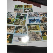 Beks Kartpostal, 5 Adet