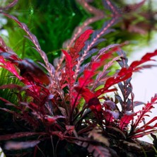 Hygrophila Pinnatifida 5 Dal Kusursuz Formda Akvaryum Bitkisi,kolay Akvaryum Bitkisi
