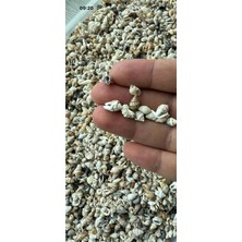 Tr 600 Adet Natural Minik Akvaryum Deniz Kabuğu Nassa Shell Karışık Minyatür Deniz Kabuğu