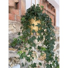 Canlı Duvar Sarmaşığı (Hedera Helix) 40-60CM, Çok Renkli, Gölgeye Dayanıklı