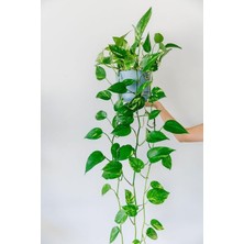 Pothos Sarmaşığı, Yerli Üretim, Ev Bitkisi, Ofis Bitkisi