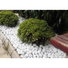 Odea Beyaz Dolomit Taş 25 kg 4-6 cm Dekoratif Taş Bahçe Süs Taşı Loche