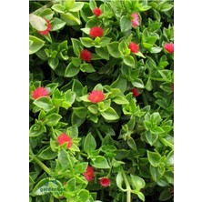 Gy Atelier Yayılıcı Pembe Buz Çiçeği 5 Adet Saksılı 10-20CM (Delosperma)
