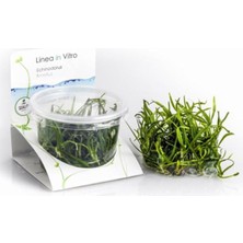 Echinodorus Tenellus In Vitro Canlı Bitki
