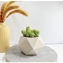 Geometrik Saksı Sedum Burrito Sukulent