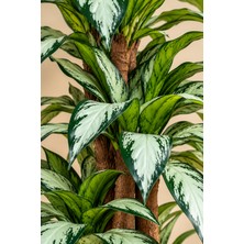Erhan Flowers Yapay Yucca 150 cm Boyunda 3 Gövdeli Dekoratif Modern Iç Mekan Ev ve Ofis Ağacı