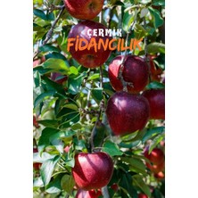 Çermik Fidancılık 6 Adet Kırmızı Elma Fidanı 3 Yaş