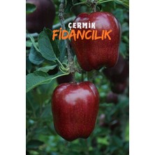 Çermik Fidancılık 2 Adet Kırmızı Elma Fidanı 3 Yaş