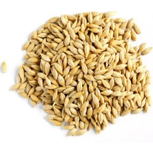 Organikmarketten Doğal Tane Arpa Tohumu Yemlik 1 kg
