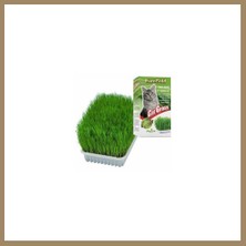 Bezos Cat Grass Kedi Çimi 22