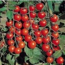 Tr Salkım Cherry Domates(Toprak ve Saksı Seti)