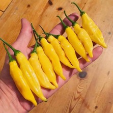 İdea Pazar Nadir Ata Tohumları Blende Lemon Limon Damları Biber Tohumu (10 Tohum)
