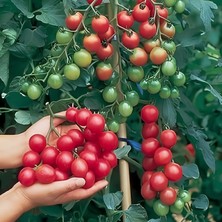 İdea Pazar Doğal Ata Tohumu Çeri Salkım Domates Tohumu(20 Tohum)
