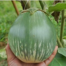 İdea Pazar Giant Thai Dev Yeşil Patlıcan Tohumu (15 Tohum)