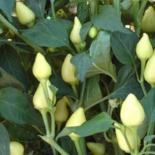 İdea Pazar Ata Tohumu Tombul Turşuluk Acı Süs Biberi Tohumu (70 Adet)