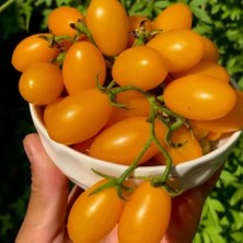İdea Pazar Geleneksel Ata Tohumları Yellow Grape Domates Tohumu (10 Tohum)
