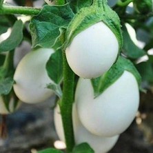 İdea Pazar Japanese Egg White Etli Yumurta Patlıcan Tohumu (15 Tohum)